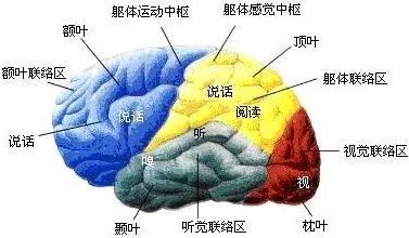 脑裂最新版本,脑裂最新版本的探索与解析